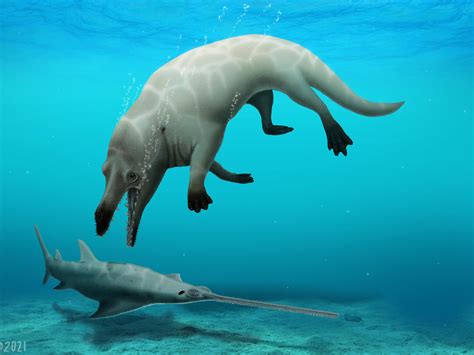 Scientists Discover Fossil Of A 4 Legged Whale With A Raptor Like
