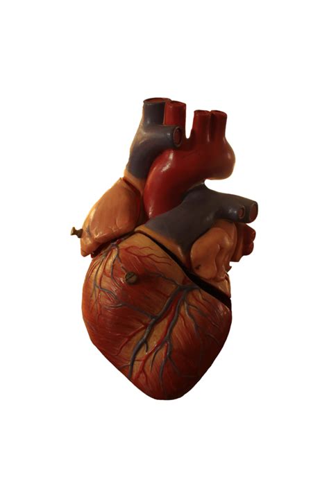 Наклейка Человеческое сердце Png Avatan Plus