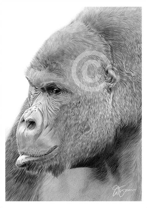 Gorilla Pencil Drawing Print A3 A4 Sizes Signed By