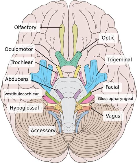 The 12 Pairs Of Cranial Nerves List And Image Learner Trip