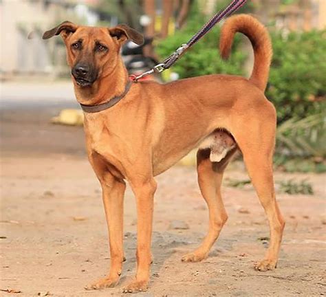 11 Dog Breeds Best Suited For Indian Climate Hubpages