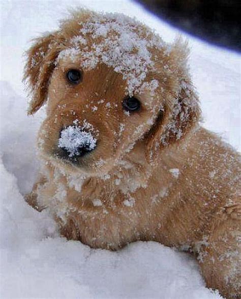 Golden Puppy Playing In The Snow ♥ Furries Pinterest