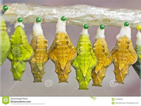 Yellow And Green Pupae Of A Golden Birdwing Butterfly Hang In Emergence