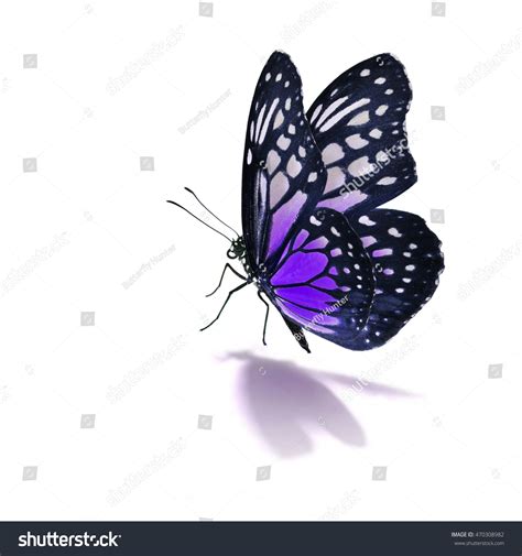 Beautiful Purple Butterfly Isolated On White Stock Photo