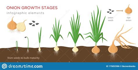 Leeks need regular watering and an application of seaweed tonic every two to three weeks to provide them with iron and selenium and promote quick growth and plump, tender stems. Onion Plant Growing Stages From Seeds To Ripe Onion ...