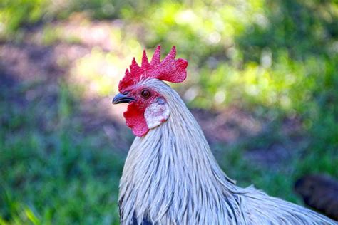 Egyptian Fayoumi Chicken Pictures Traits Egg Laying And Care Guide