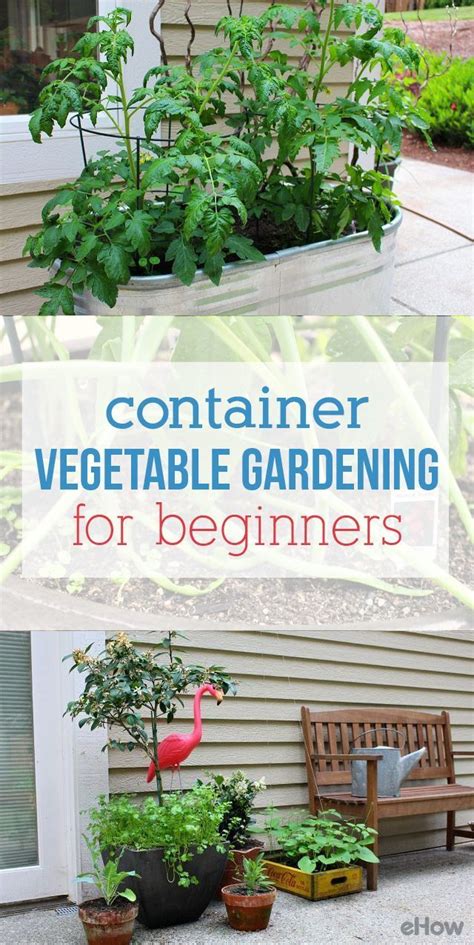 Container Vegetable Gardening For Beginners Indoor