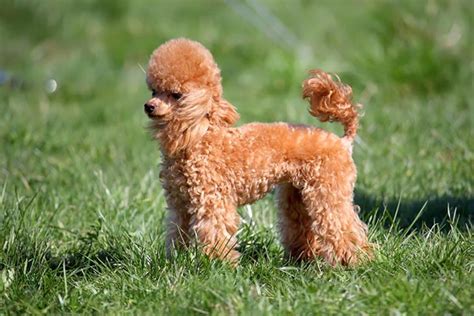 Types Of Poodles Breed Information Pictures And Characteristics