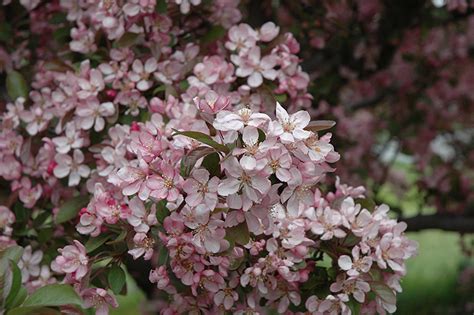 Robinson landscape is open mon, tue, wed, thu, fri, sat, sun. Robinson Flowering Crab (Malus 'Robinson') in Pittsburgh ...
