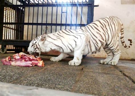Feeding A Zoo Star Of Mysore
