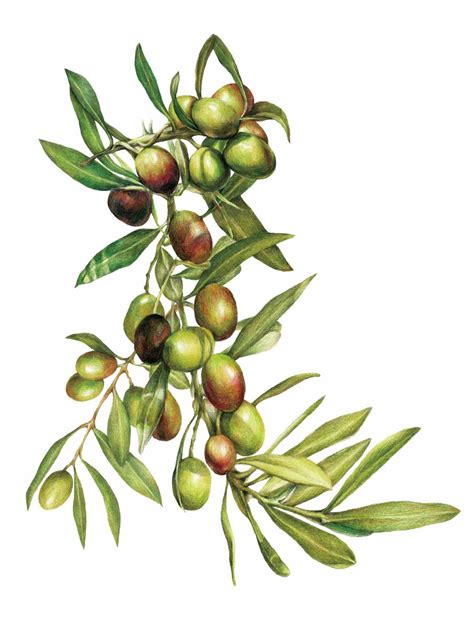Olive Illustrationcolor Pencil Dibujos Botánicos Hojas De Acuarela