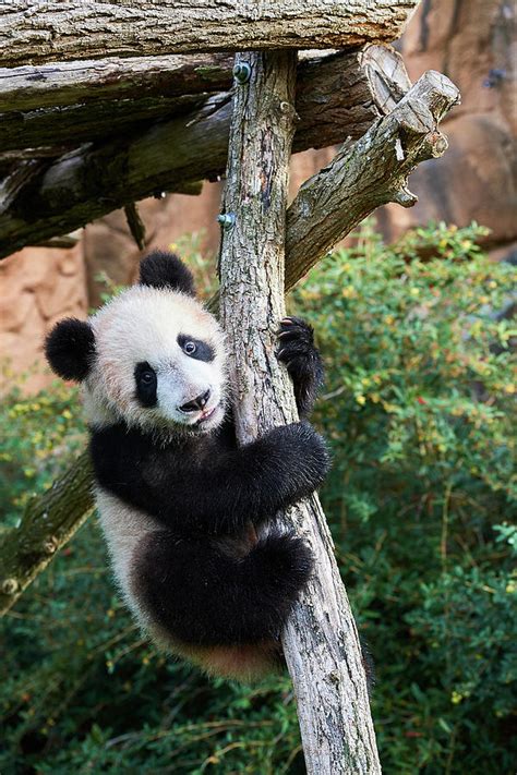 Giant Panda Cub Climbing Beauval Zoo France Photograph By Eric
