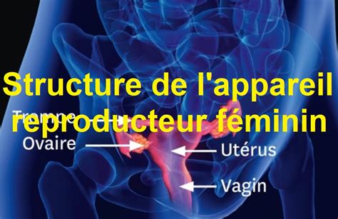 La Structure De Lappareil Reproducteur Féminin Sciences Terre Et Vie