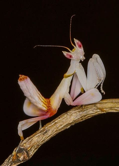 Orchid Praying Mantis Portrait Praying Mantis Beautiful Bugs Insect