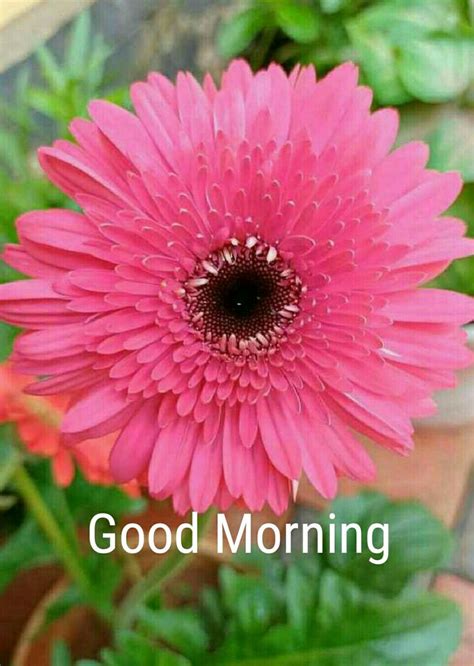 A Pink Flower With The Words Good Morning On It In Front Of Some Green
