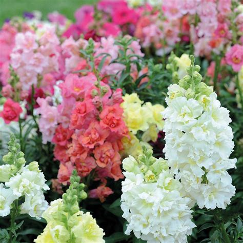 Antirrhinum Majus Madame Butterfly F1 Hybrid Plug Plants Thompson