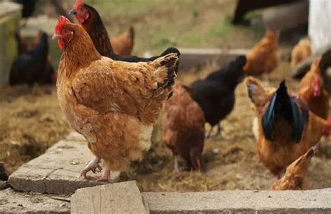 How To Raise Backyard Chickens Successfully