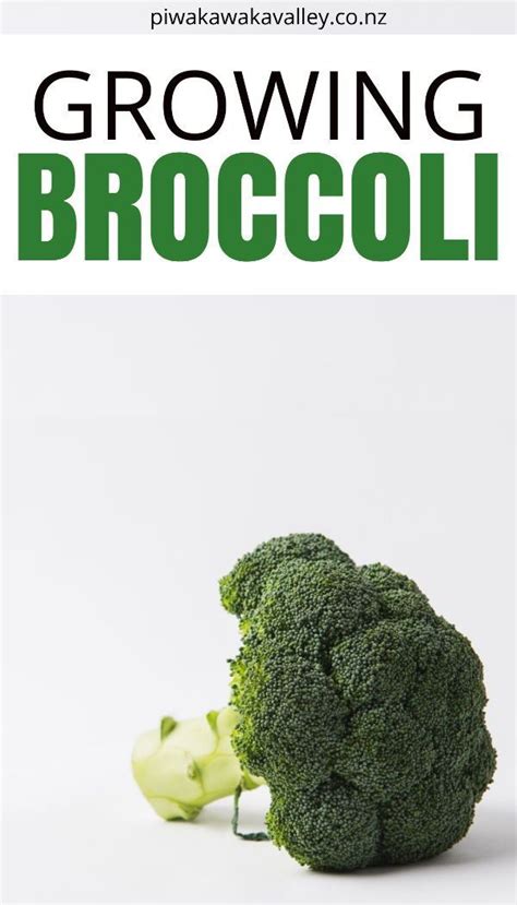 The Beginners Guide To Growing Broccoli In The Vegetable Garden In 2020