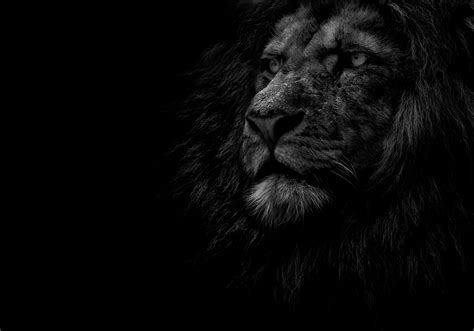 30 Lion Black And White Wallpapers Wallpaperboat