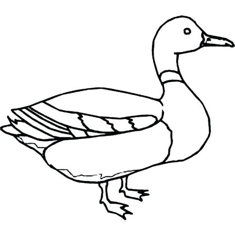 Oregon Ducks Coloring Page At Free