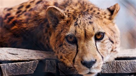 Cheetah3d is a powerful and easy to learn 3d modeling, rendering and animation application which was developed from the ground up for mac os x. Wallpaper Cheetah, face, front view, wildlife 3840x2160 ...