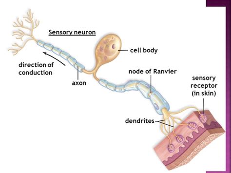 Sensory And Motor Neurons Flashcards Quizlet