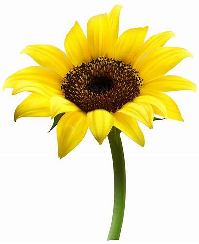 Sunflower Transparent Clip Clipart Flowers Yopriceville Fleurs