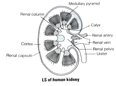 Describe The Structure Of A Human Kidney With The Help Of A Labelled D