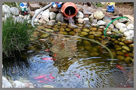 Avec cette taille de bassin, vous ne pouvez introduire que des poissons rouges. Aux Jardins D'Amélie: Le bassin aux poissons, l'endroit ...