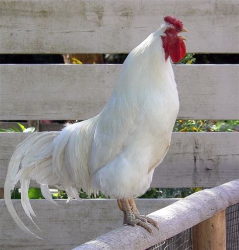 Ver más ideas sobre razas de pollos, aves de corral, gallinas y gallos. Hermoso | Aves de corral, Gallineros y Gallinas