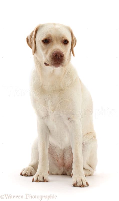 Dog Pale Yellow Labrador 3 Years Old Sitting Photo Wp50037