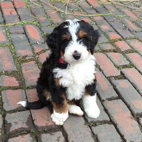 Bernedoodle Babe Bernedoodle Bernedoodlepuppy With Images Cute
