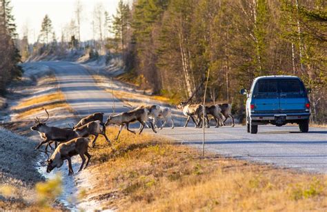 How deer whistle for cars saves your car? Best Deer Whistle for Car - Buyers Guide & 6 Product Reviews