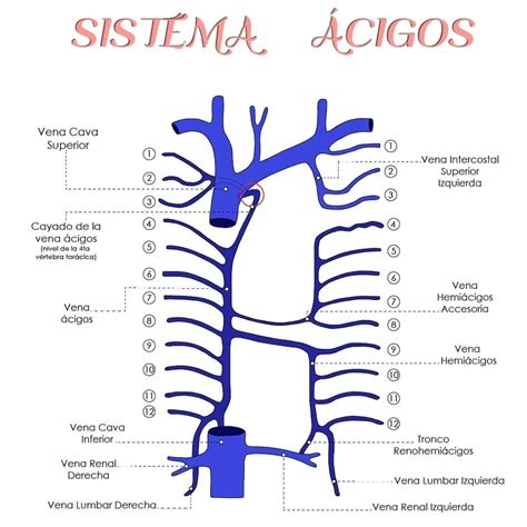 El Sistema De Las Venas Cigos Tambi N Llamado Sistema Venoso De Las