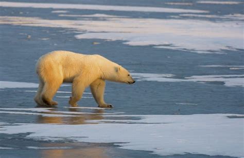 Without Action On Climate Change Say Goodbye To Polar Bears The