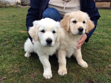Gorgeous Golden Retriever Puppies Swaffham Norfolk Pets4homes