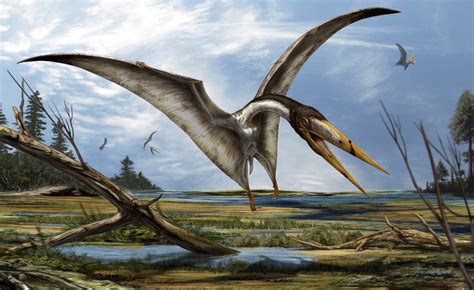 New Pterosaur Species Found Hiding In Plain Sight In Museum