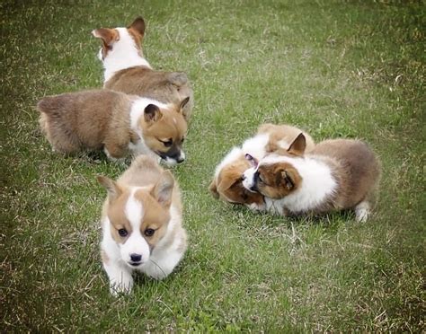 Please do not post advertisements for products/services or solicitations. 50 Very Cute Pembroke Welsh Corgi Puppies Pictures And Photos