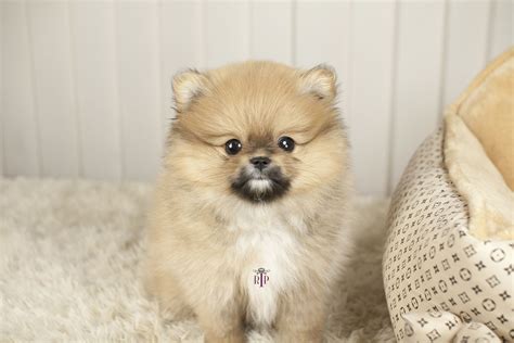 Teacup Pomeranian Puppy Собаки