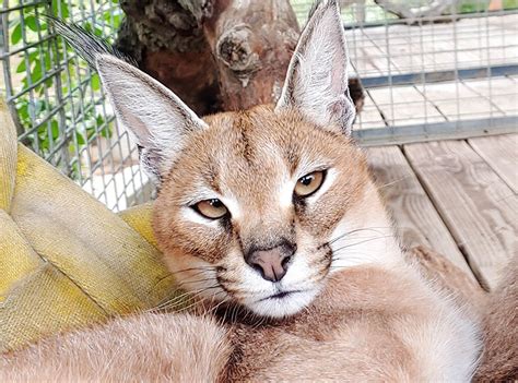 Caracal Facts Natural History Conservation Status Project