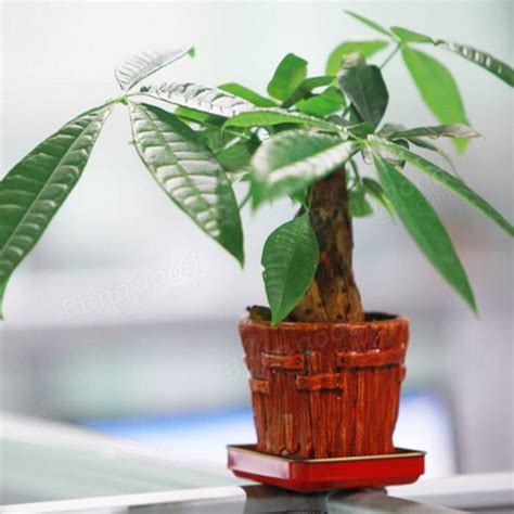 Firstly, it's important to take a kama or a bonsai sickle and go around the perimeter of the pot to detach the root ball. 1pcs Pachira Macrocarpa Seeds Garden Office Money Tree Bonsai Potted Plant at Banggood