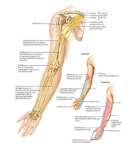 Nerves Of Upper Limb Medizzy