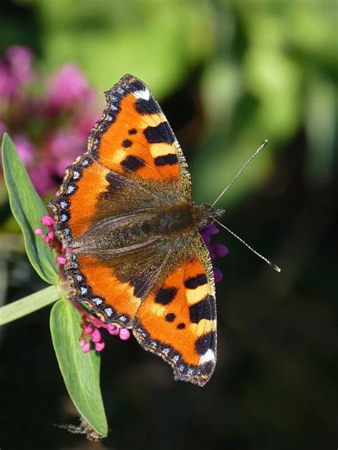 Small Tortoiseshell Aglais Urticae In 2023 Most Beautiful Butterfly