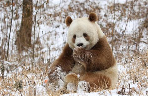 Rare Brown Giant Panda Qi Zai