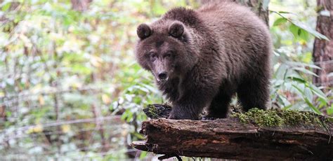 Grizzly Cubs Get Names And Make Their Debut At Northwest Trek Wildlife Park