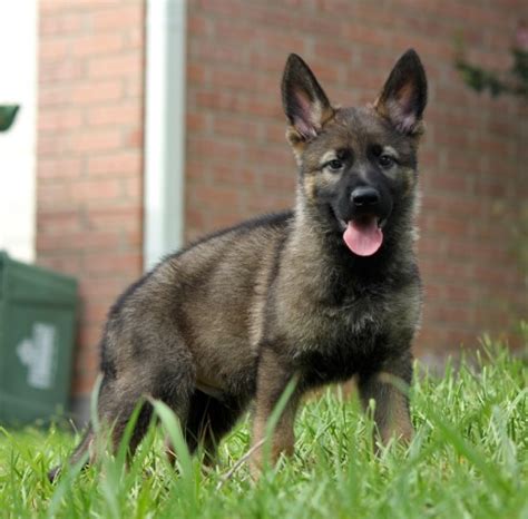 Litters of puppies coming soon ! German Shepherd Dog puppy dog for sale in Mansfield, Texas