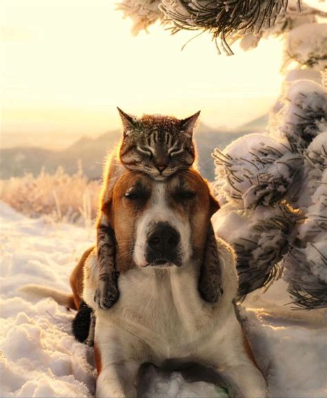This Rescue Dog And Cat Duo Are The Most Adorable Adventure Buddies