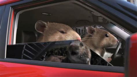 Kia Soul Hamster Commercial In Hdhigh Definition Youtube