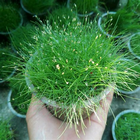 Hello aquarium planted tank fans, in today's post, i want to show you something really cold, it's kind of new to me, and that is how to grow seeds for aquarium carpet plants, so right here on if you guys can see, it this is kind of a generic bag, it sungrow hair. Jual HAIR GRASS PLANT AQUASCAPE TANAMAN di lapak UD MAKMUR ...