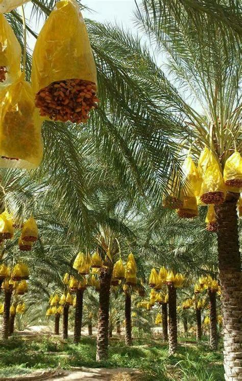 Quality Phonenix Dactylifera Medjool Palm Trees At Low Price West Coast